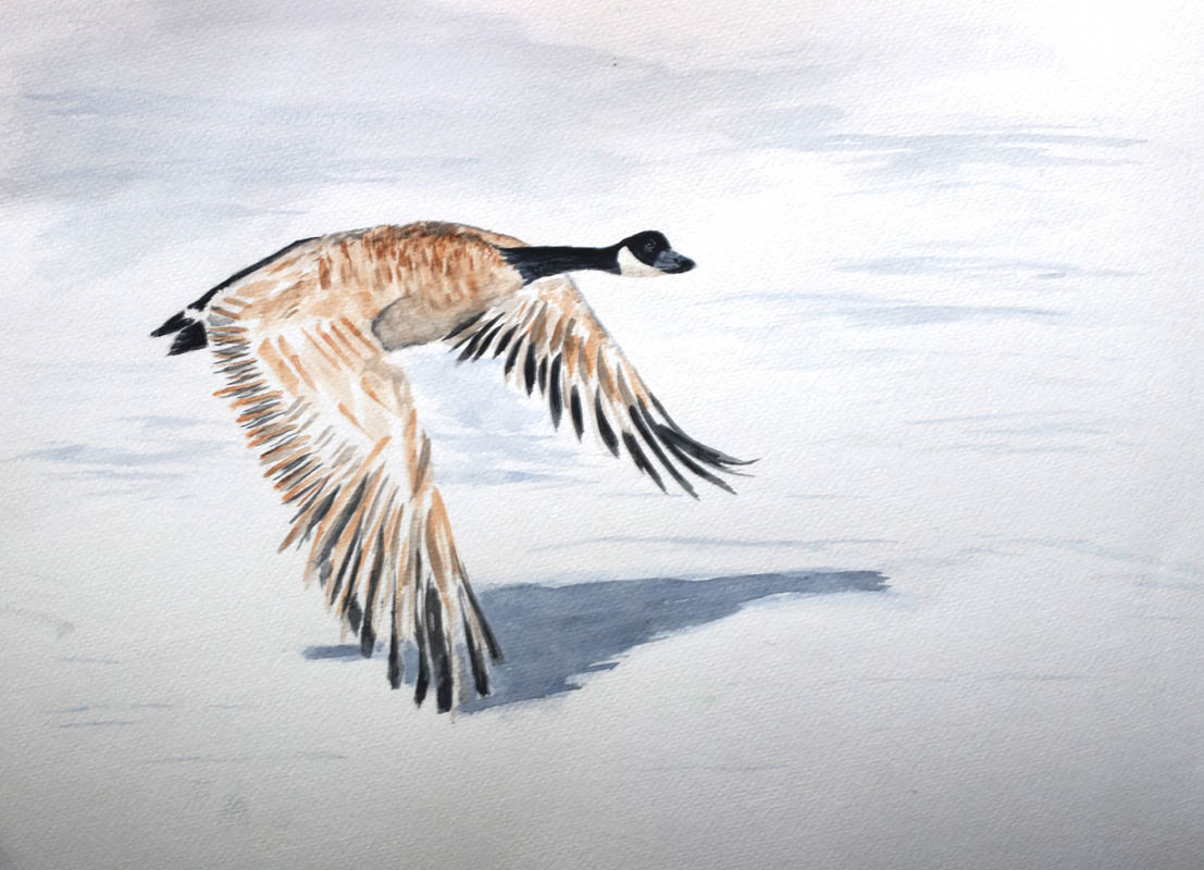 Watercolour painting of a Canada Goose in flight