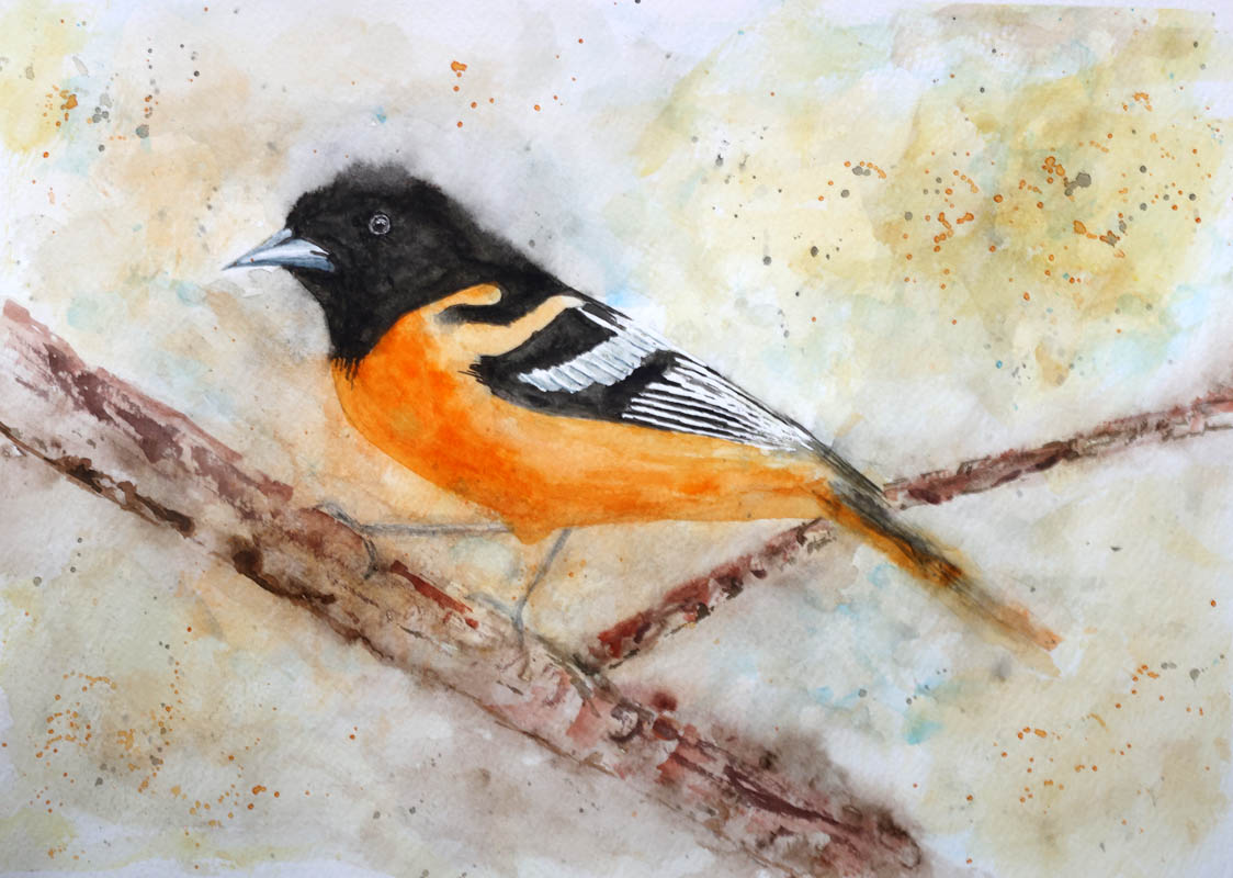 Looose watercolour painting of a Balitmore Oriole