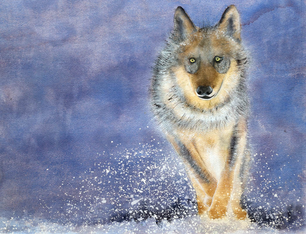 Watercolour painting of a running wolf kicking up snow
